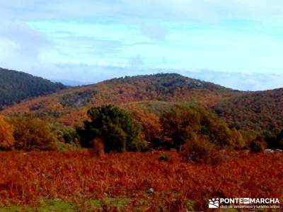 Castañar de El Tiemblo - Pozo de la Nieve - ruta octubre, senderismo en otoño